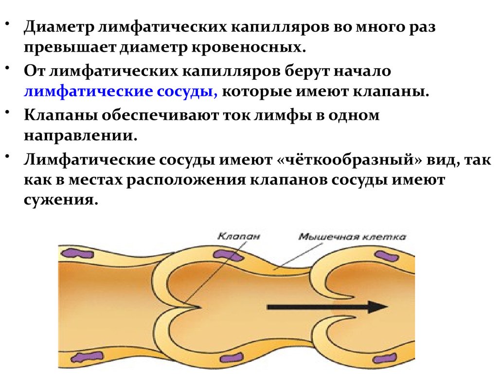 Стенка лимфатического сосуда