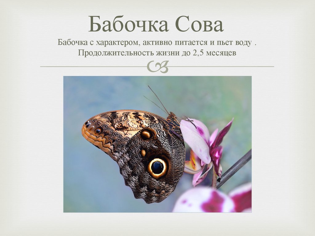 Сколько живут домашние бабочки. Жизнь бабочки. Продолжительность жизни бабочки. Срок жизни бабочки. Бабочка Сова.