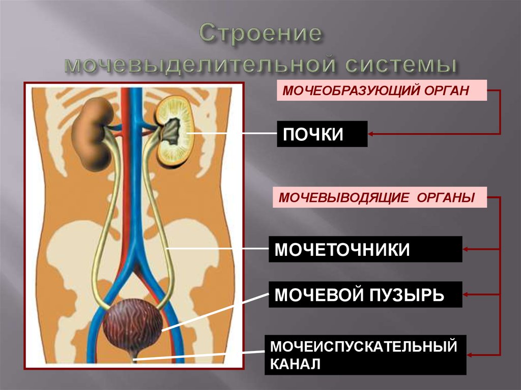 Процессы выделения человека. Мочевыделительная система мочевой пузырь. Выделительная система человека строение почки. Мочевыделительная система мочеточники мочевой пузырь. Мочевыделительная система анатомия рисунок.