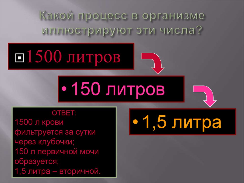 Характеризует цифра 2. Какой процесс в организме иллюстрируют эти числа 1500 л 150 л 1.5 л. Какой процесс в организме иллюстрирует эти числа. Сколько литров первичной мочи образуется за сутки. Какое количество первичной мочи образуется в сутки.