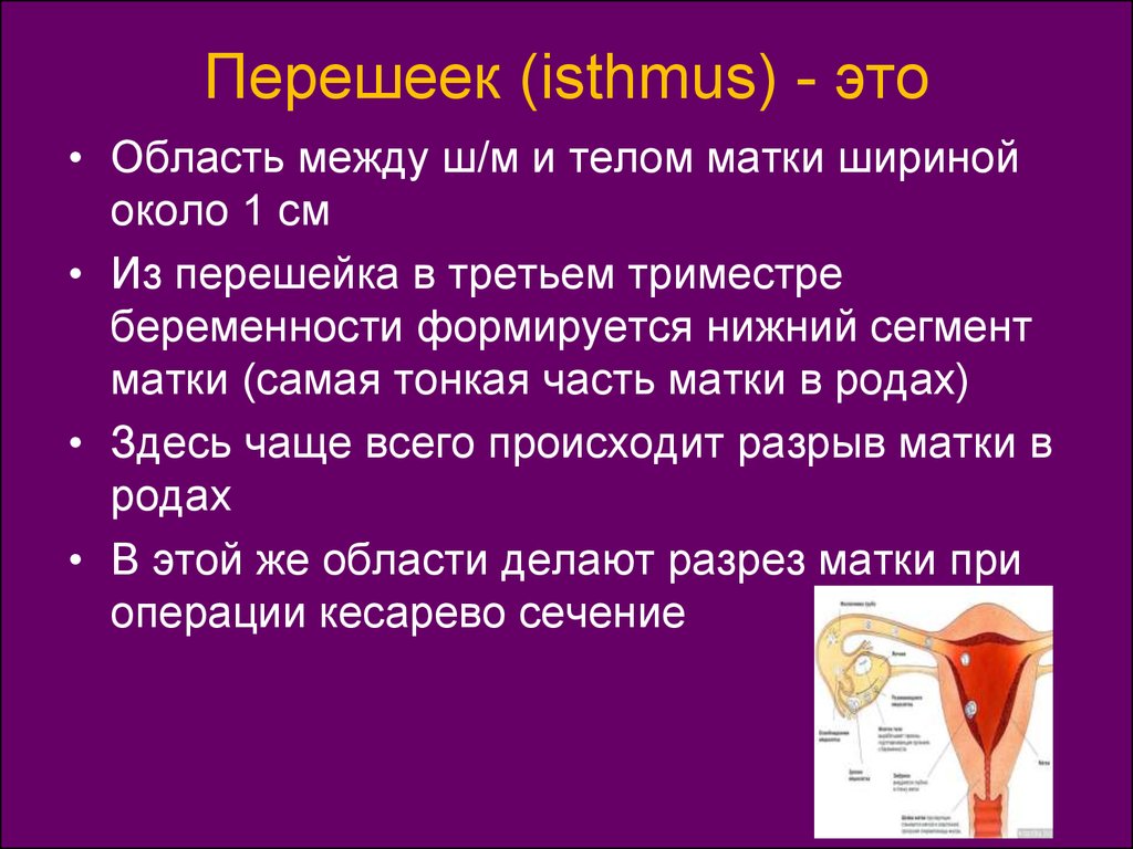 3 части матки. Перешеек матки. Тело матки строение. Строение шейки матки перешеек.