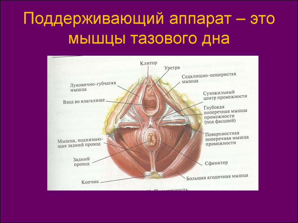 Мышцы тазового дна фото