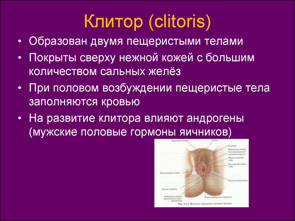 Клитор (clitoris)