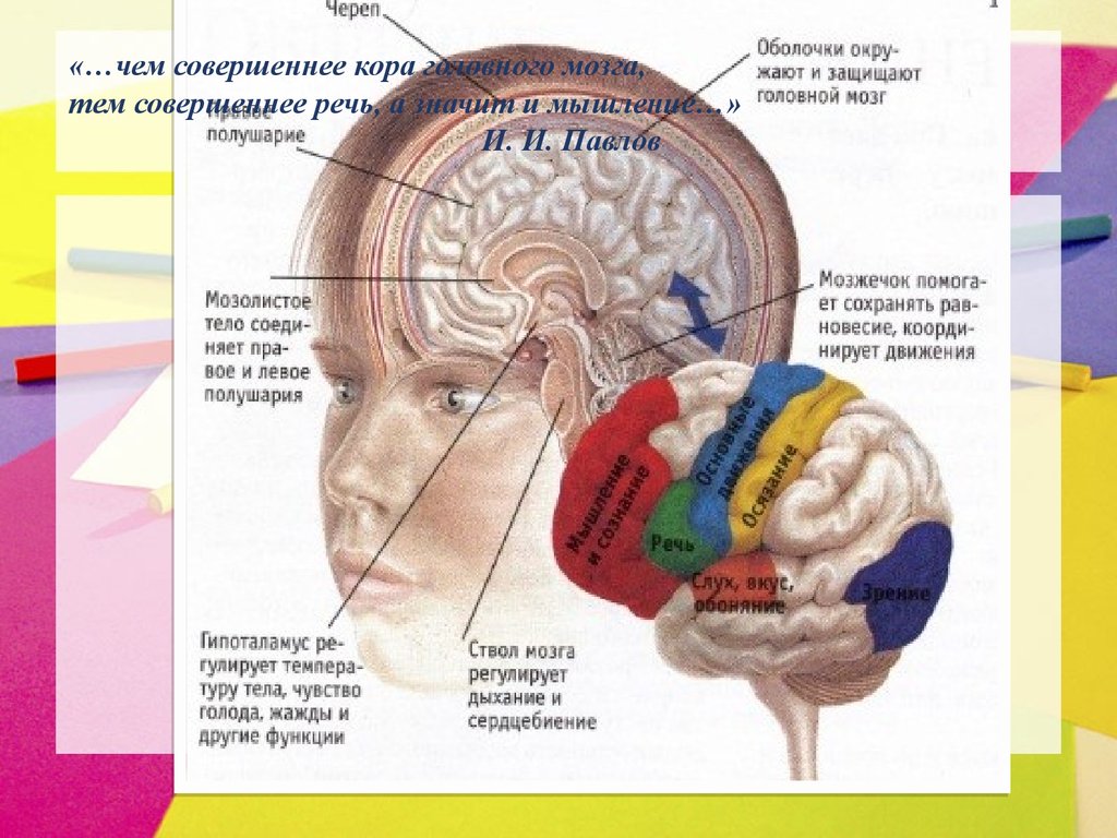 Центр слуха в каком отделе мозга. Структуры головного мозга. Головной мозг речь. Формирование коры головного мозга.
