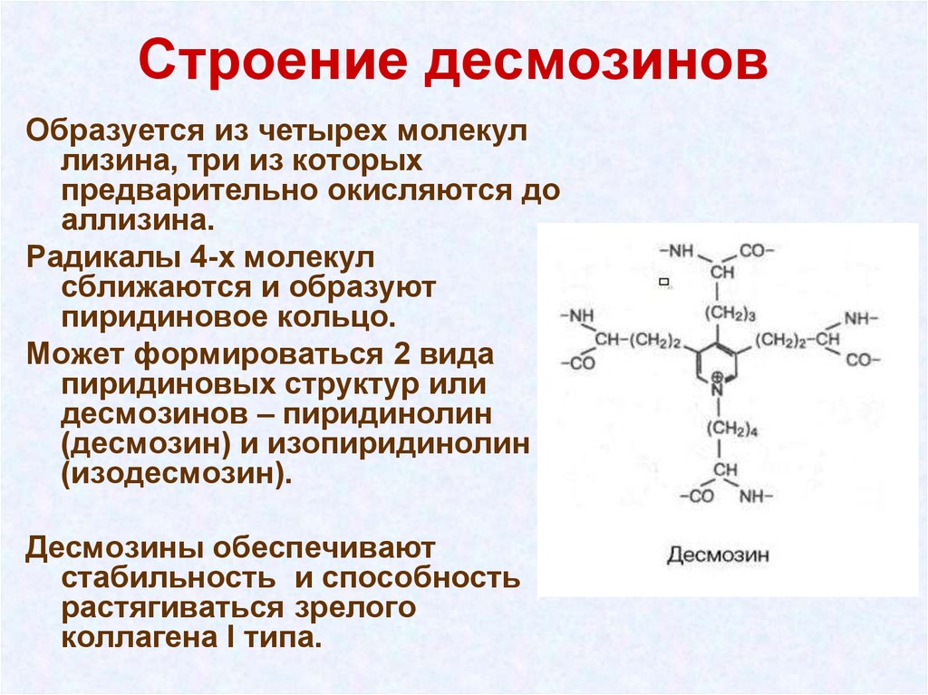 Структуру и образуют. Эластин структура десмозин. Структуры десмозина и изодесмозина. Строение десмозина. Строение десмозина биохимия.