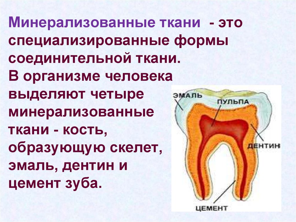 В организме человека выделяют. Минерализованные ткани зуба. Состав минерализованных тканей. Особенности минерализованных тканей организма. Химический состав минерализованных тканей.