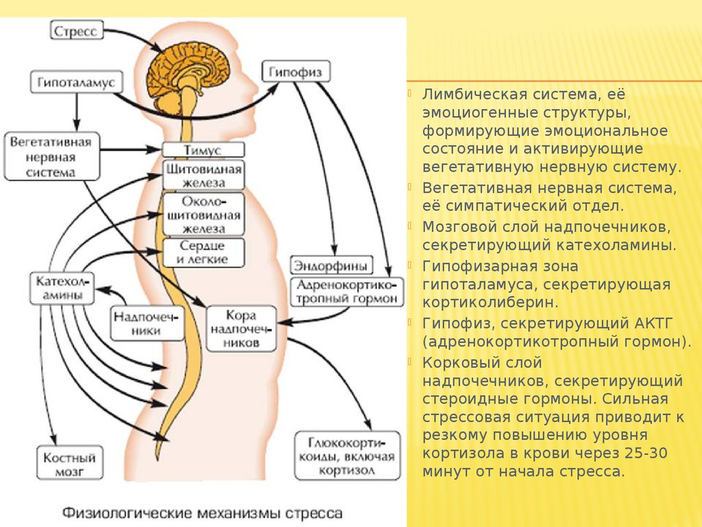 Гормон центральной нервной системы
