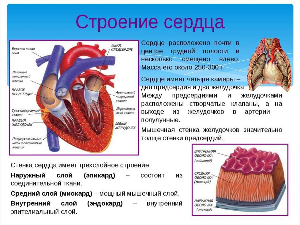 Сердце фото человека с описанием