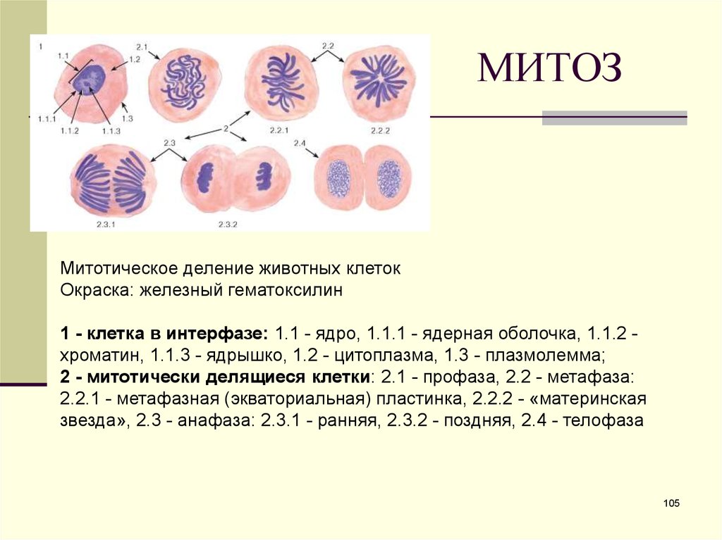 1 способы деления клеток. Схема митоза в животной клетке. Митоз растительной клетки схема. Схема митоза гистология.
