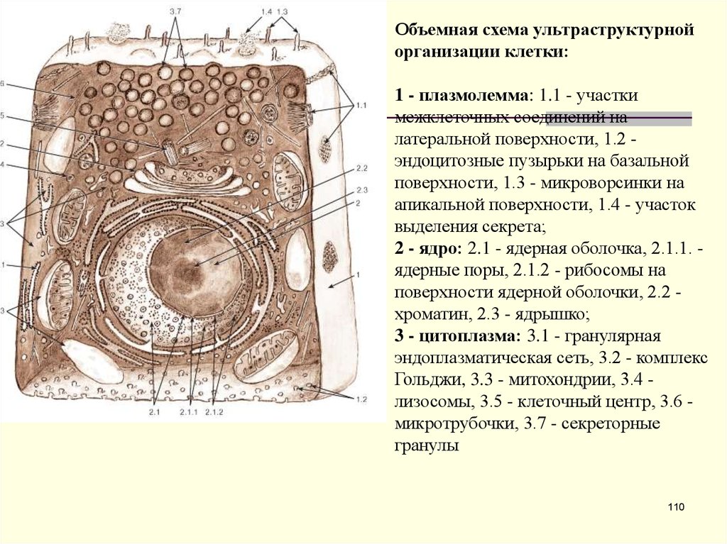 Поверхности клетки. Ультраструктура клетки гистология. Схема ультраструктуры ядра гистология. Ультраструктура секреторной клетки. Схема строения клетки гистология.