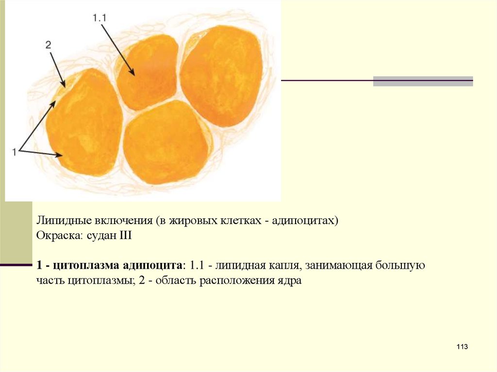 Включения цитоплазмы имеющие собственную окраску. Жировая ткань Судан 3 гематоксилин. Белая жировая ткань окраска Суданом 3 гематоксилин. Жировая ткань гистология препарат Судан. Жировая ткань сальника препарат гистология.