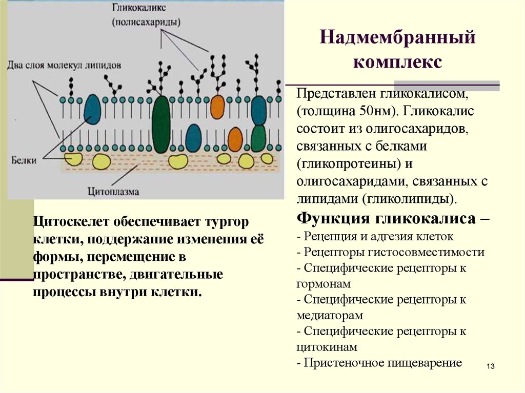 Функции мембраны растительной клетки. Надмембранный комплекс гликокаликс. Строение мембраны гликокаликс. Плазмолемма и гликокаликс. Гликокаликс строение и функции.