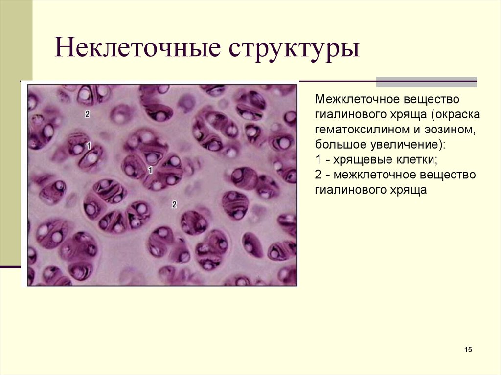 Межклеточное вещество функции и строение клеток. Структура межклеточного вещества гиалинового хряща. Неклеточные структуры тканей гистология. Гиалиновый хрящ клетки. Межклеточное вещество гиалинового хряща.