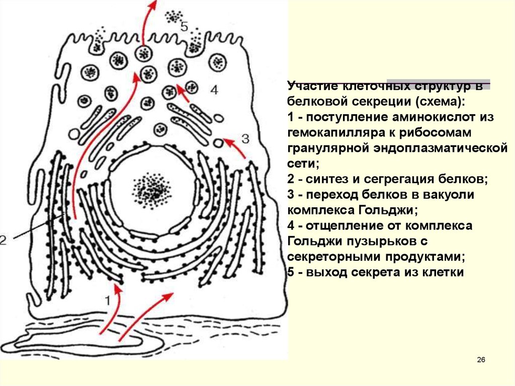 Изображенная на рисунке структура участвует. Схема секреторного цикла железистой клетки. Участие клеточных структур в белковой секреции. Схема строения секреторной клетки. Строение секреторных клеток.