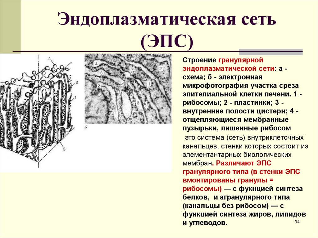 Эндоплазматическая сеть строение. Эндоплазматическая сеть гранулярная структура. Функции гранулярной эндоплазматической сети гистология. Гранулярная эндоплазматическая сеть строение и функции. Гранулярная и агранулярная ЭПС строение и функции.