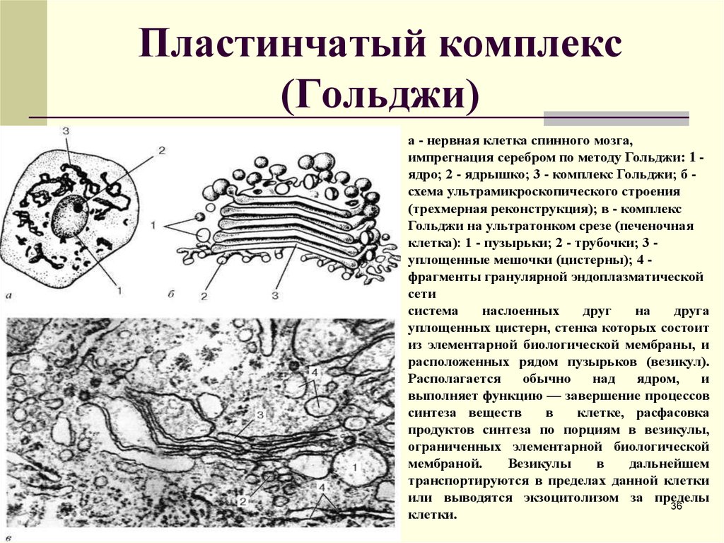 Сеть гольджи. Аппарат Гольджи гистология. Функции пластинчатого комплекса (комплекса Гольджи). Ультраструктура аппарата Гольджи. Пластинчатый комплекс (комплекс Гольджи) препарат.