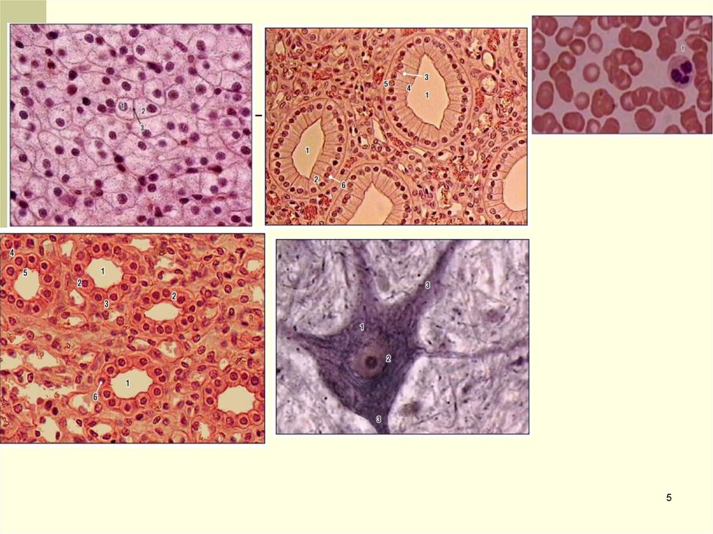Презентации по гистологии рниму