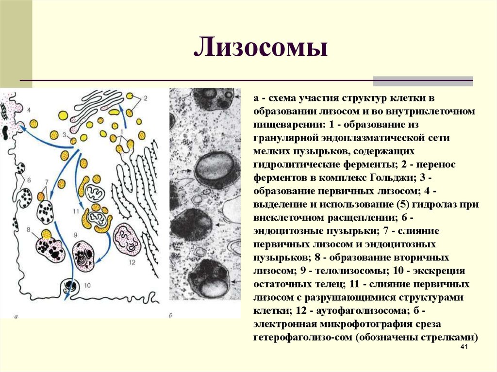Рисунок лизосом клетки. Схема строения лизосомы. Схема образования лизосом. Структура стенки лизосомы.