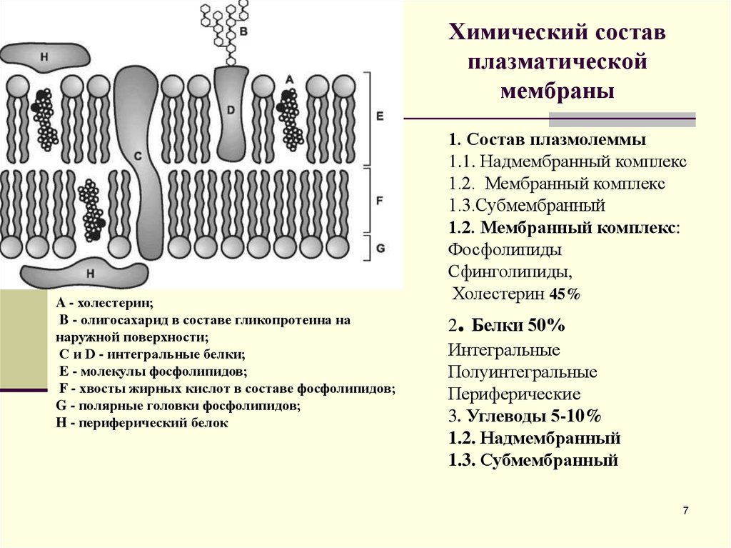 Структура клетки с двумя мембранами. Мембрана строение плазмолемма. Функции мембранного комплекса плазмолеммы. Организация плазматической мембраны гистология. Строение плазматической мембраны гистология.