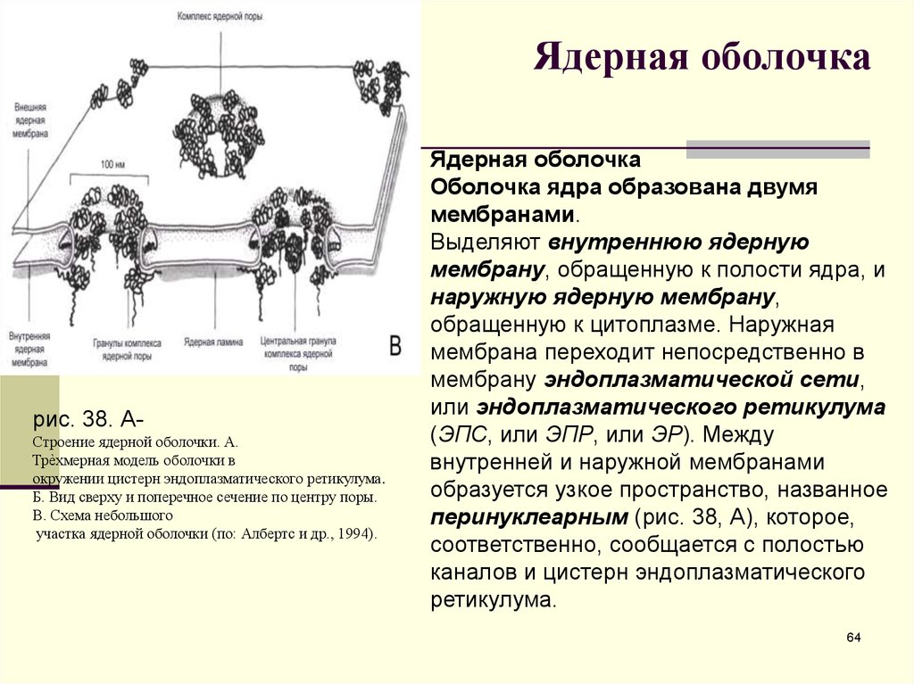 Ядерная оболочка. Функции внутренней мембраны ядра. Функции наружной мембраны ядра. Функции наружной ядерной мембраны. Функции внешней мембраны ядра.