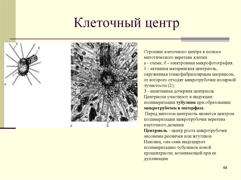 Значение клеточного центра. Строение микротрубочки митотического веретена. Клеточный центр в световой микроскоп. Клеточный центр строение при световой и электронной микроскопии. Клеточный центр строение.