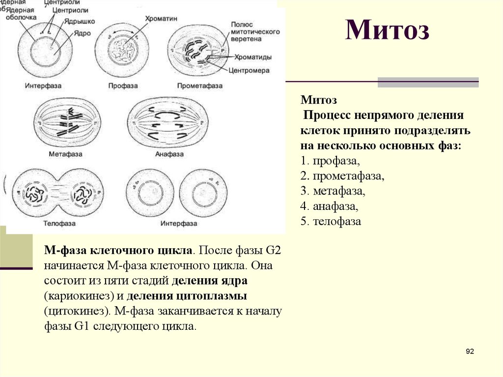 Деление клеток представляет собой. Этапы интерфазы митоза. Интерфаза фаза деления митоза. Характеристика интерфазы митоза. Жизненный цикл клетки интерфаза и митоз таблица.