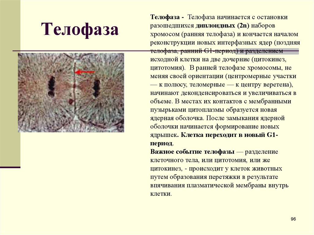 Исходные клетки это. Телофаза события. Телофаза ранняя и поздняя. Краткая характеристика телофазы. Разделение клетки.