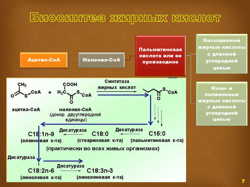 Процессы синтеза называются. Общая схема синтеза жирных кислот. Биосинтез высших жирных кислот 2 этап. Биосинтез жирных кислот локализация процесса. Синтез заменимых жирных кислот.