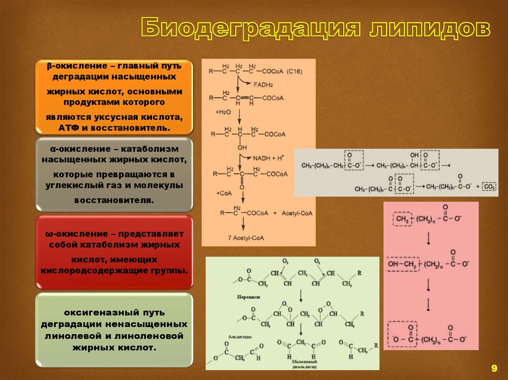 Окисленные липиды. Продукт окисления жиров. Первичные и вторичные продукты окисления липидов. Конечные продукты окисления жиров. Окисление липидов.