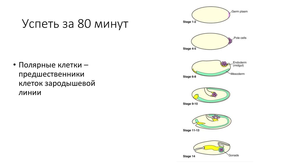 Успеть за 80 минут