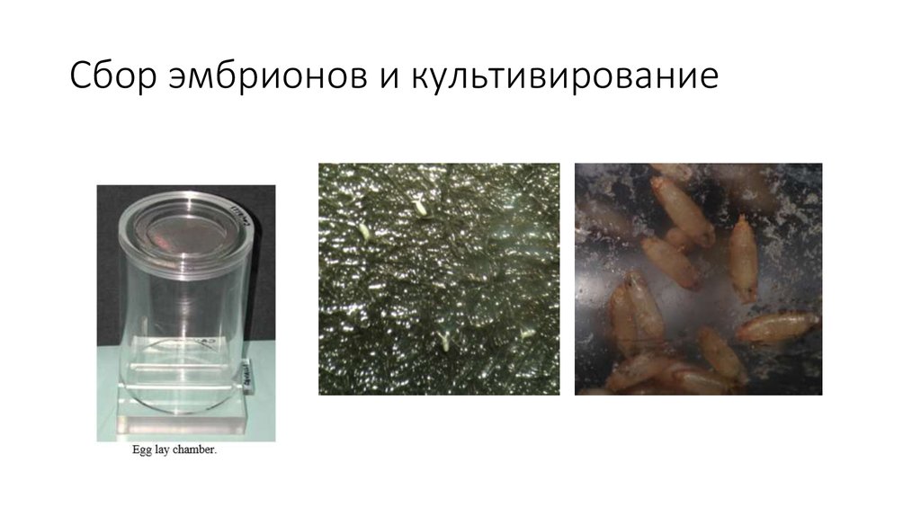 Сбор эмбрионов и культивирование