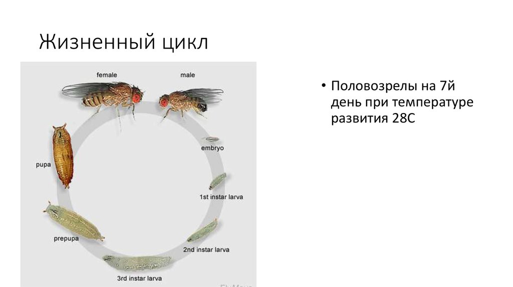 Жизненный цикл