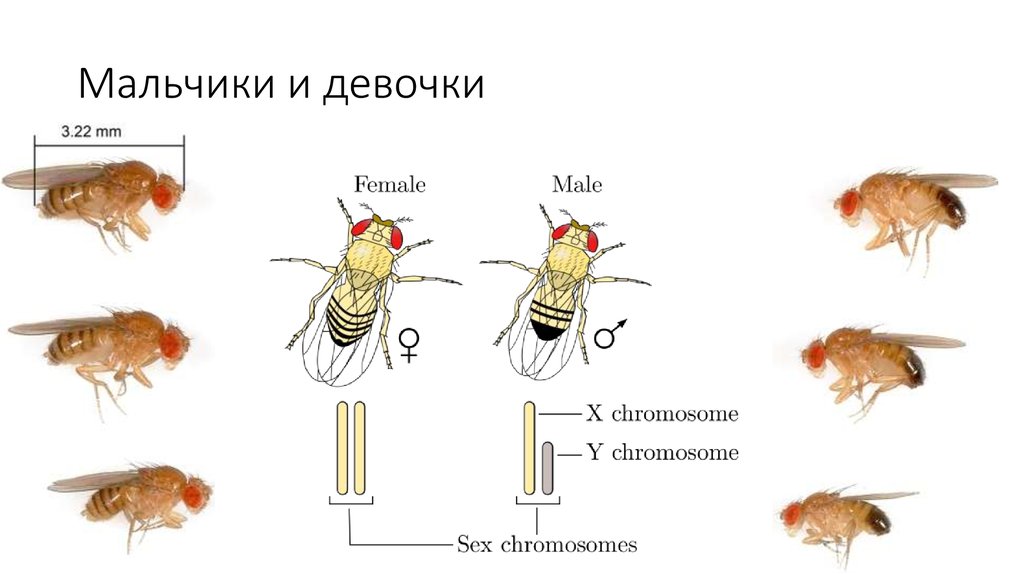 Мальчики и девочки
