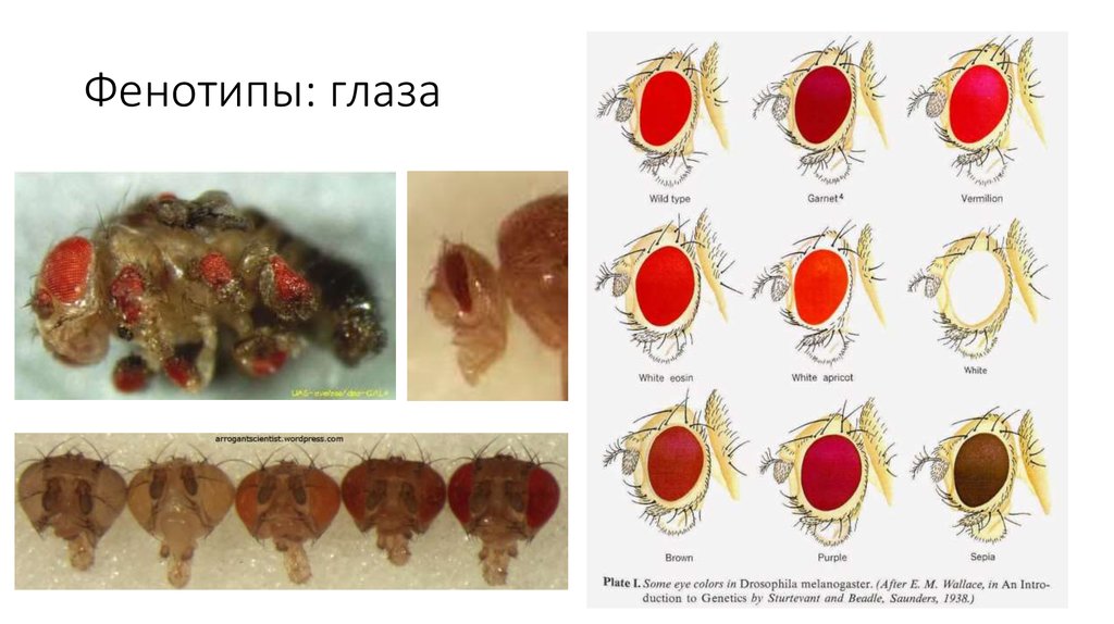 Фенотипы: глаза