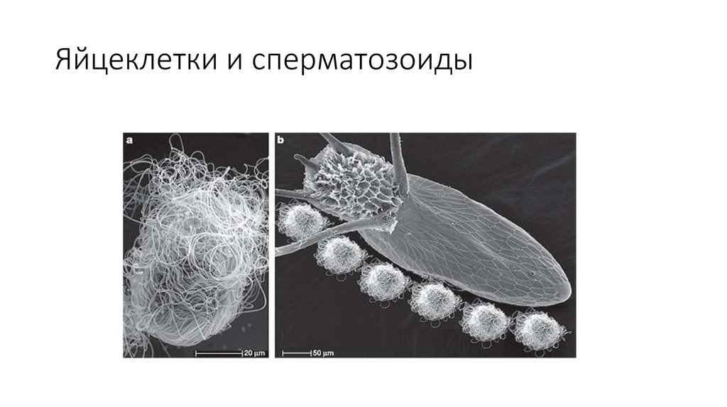 Яйцеклетки и сперматозоиды