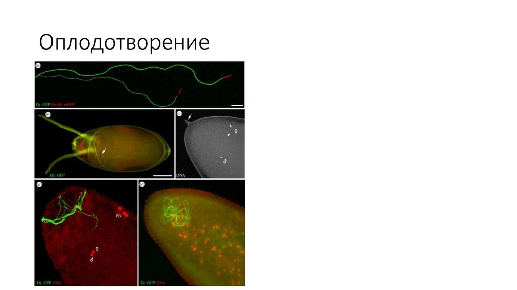 Оплодотворение