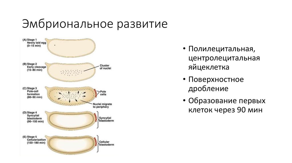 Эмбриональное развитие