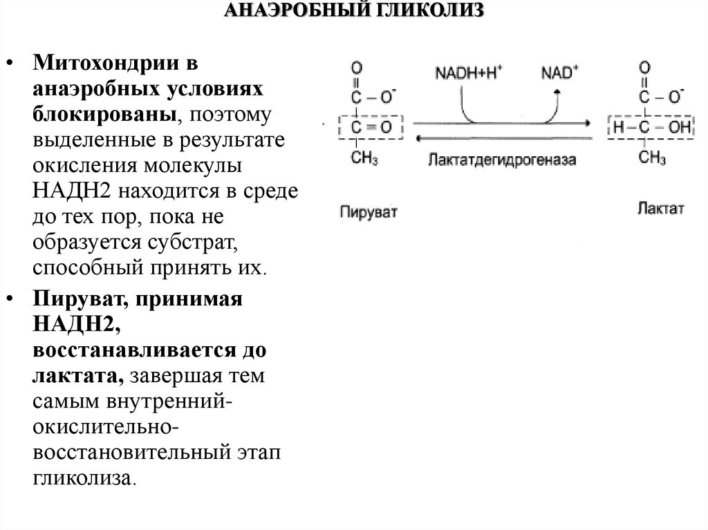 Анаэробный гликолиз схема