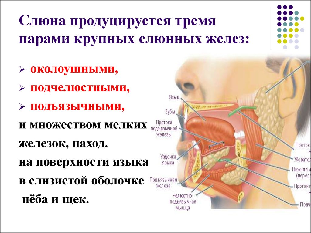 Секрет во рту. Строение ротовой полости слюнные железы. Околоушные слюнные железы вырабатывают:. Строение слюнной железы человека. Подъязычная слюнная железа таблица.