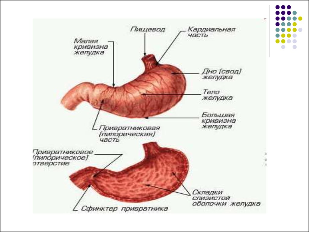Строение желудка пищеварение в желудке. Внешнее строение желудка анатомия человека. Желудок анатомия строение рисунок. Желудок, расположение, строение и физиология. Строение, функции, физиология желудка.