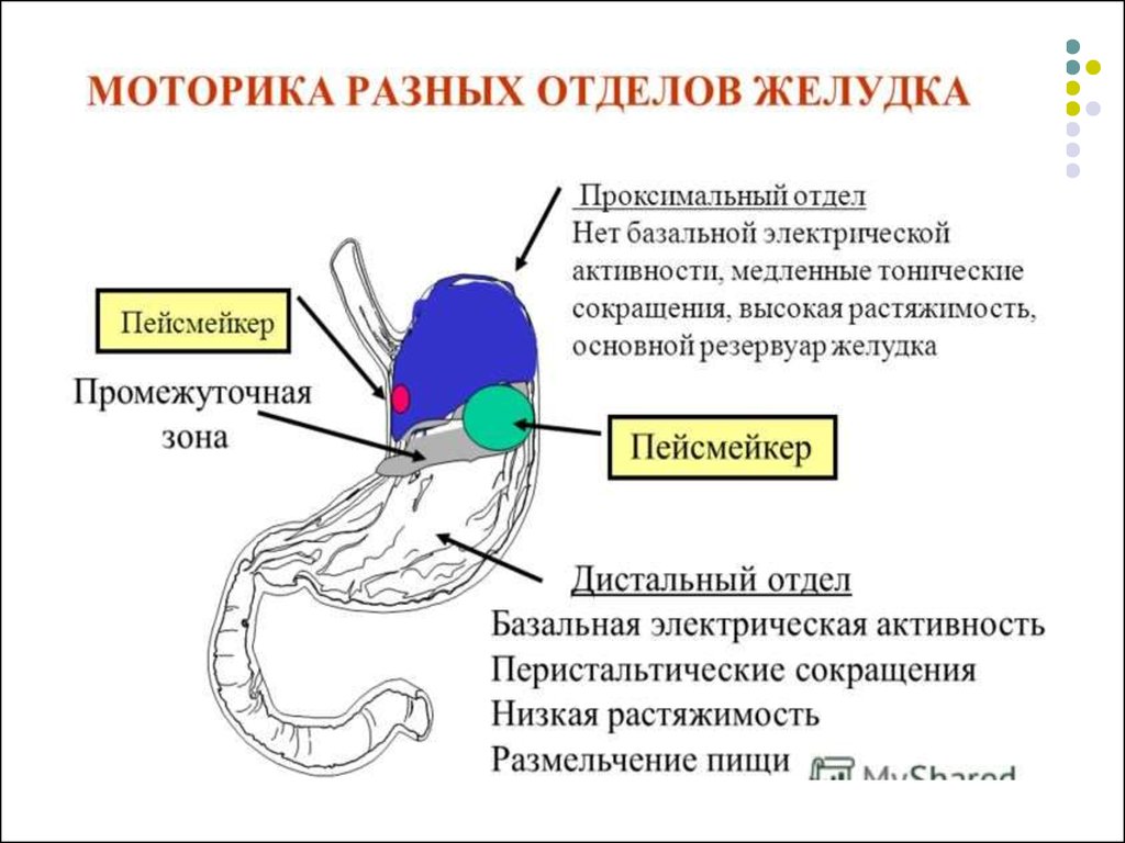 Моторная деятельность желудка физиология