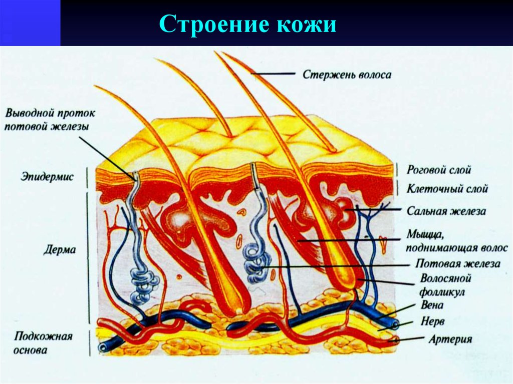 Анатомия кожи презентация