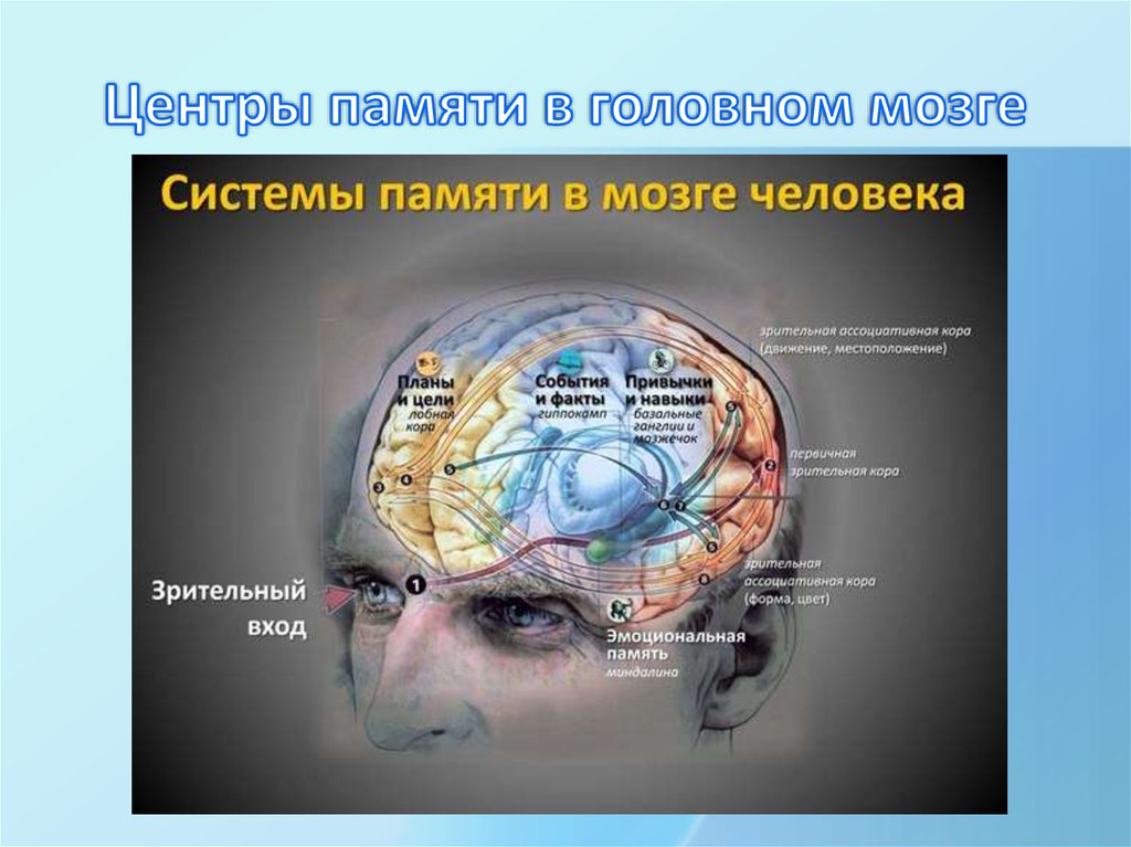 Память в каком отделе мозга. Мозг память. Мозг и память человека. Строение памяти человека. Память в головном мозге.