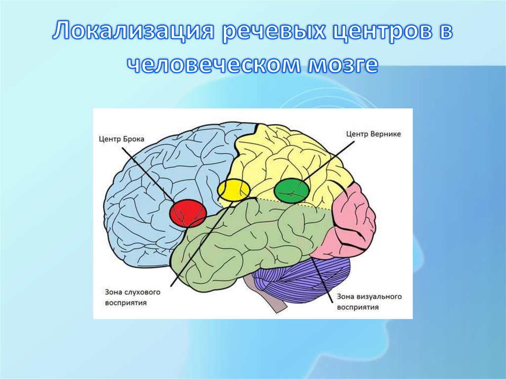 Схему коры больших полушарий и укажите участки составляющие мозговую основу речи