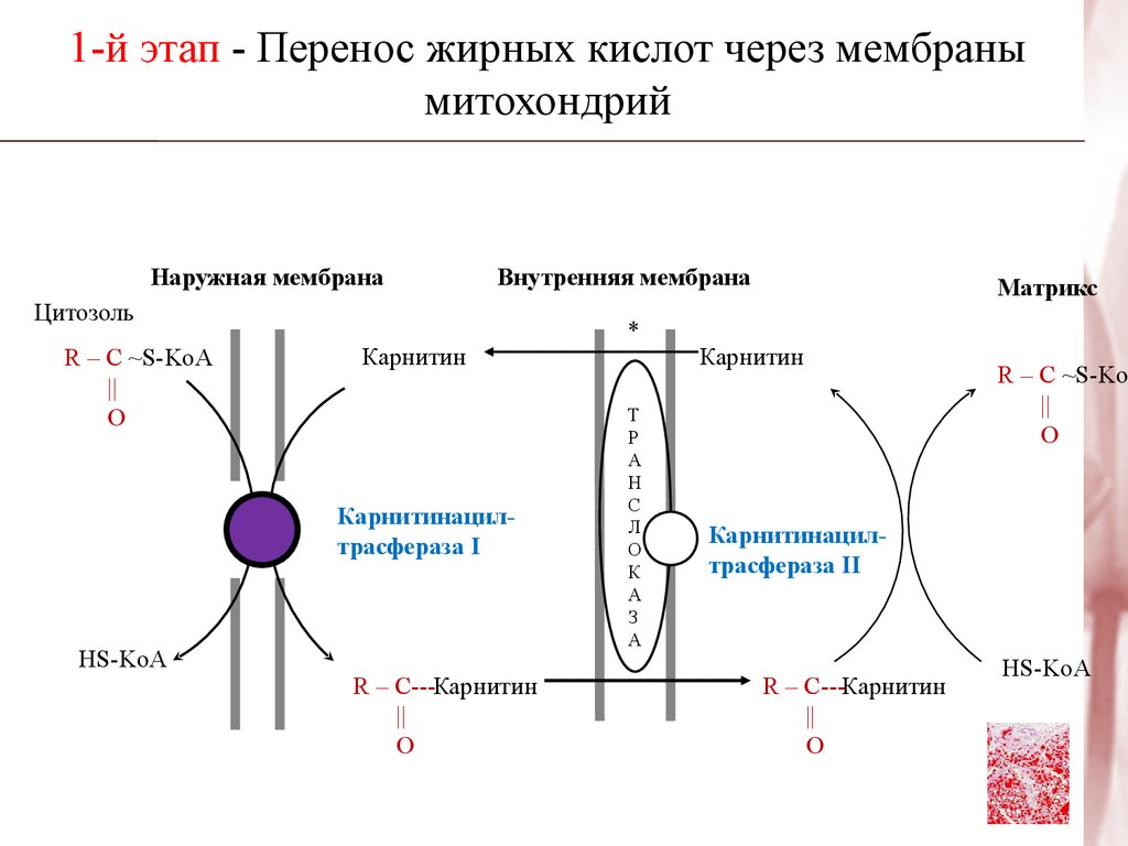 Кислоты мембраны. Перенос жирных кислот через мембраны митохондрий. Транспорт жирных кислот через мембраны митохондрий. Транспорт жирных кислот через внутреннюю мембрану митохондрий. Перенос жирных кислот через мембрану.