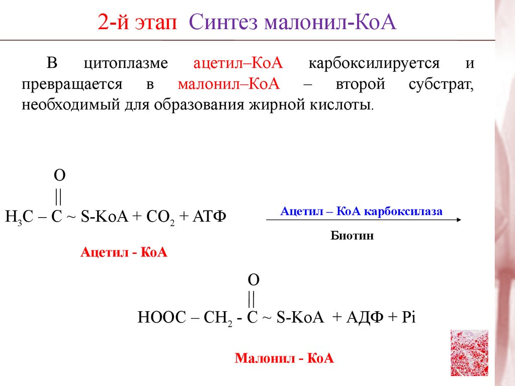 Кофермент атф. Образование малонил КОА. Ацетил-КОА-карбоксилаза катализирует. Синтез пальмитиновой кислоты ацетил малонил. Реакция образования малонил КОА.