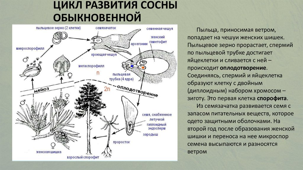 Жизненный цикл голосеменных растений. Жизненный цикл голосеменных растений схема. Жизненный цикл сосны обыкновенной схема. Жизненный цикл голосеменных растений схема n. Жизненный цикл голосеменных таблица.