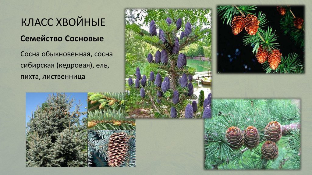 Хвойные основные. Семейство сосновые Pinaceae. Хвойные Голосеменные растения. Пихта, ель, кедр, сосна, Секвойя. Лиственница голосеменное.