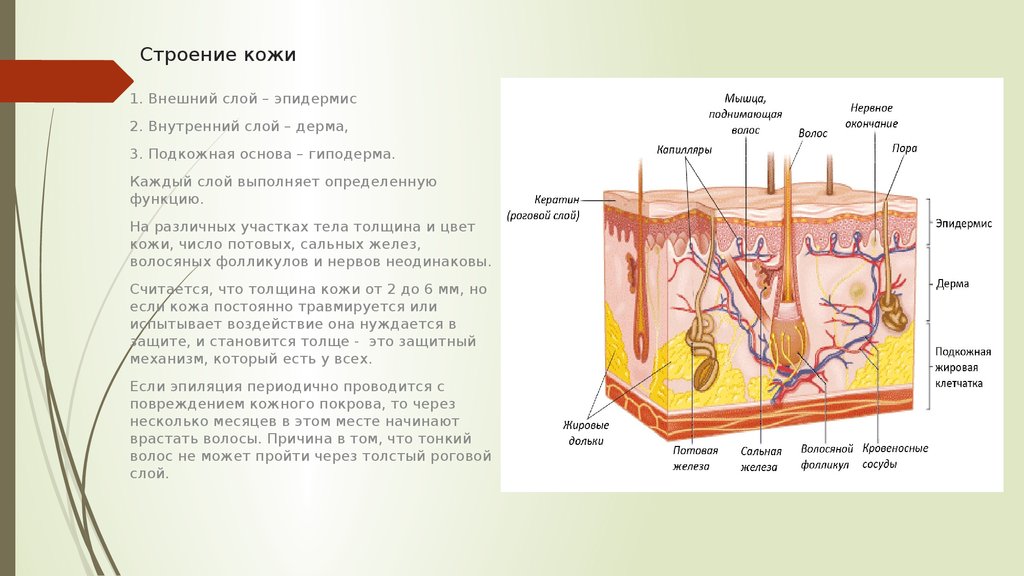 Кровеносные сосуды в каком слое кожи. Кожа эпидермис дерма гиподерма. Функции кожи эпидермис дерма гиподерма. Эпидермис 2) дерма 3) гиподерма. Структура кожи эпидермис дерма гиподерма.