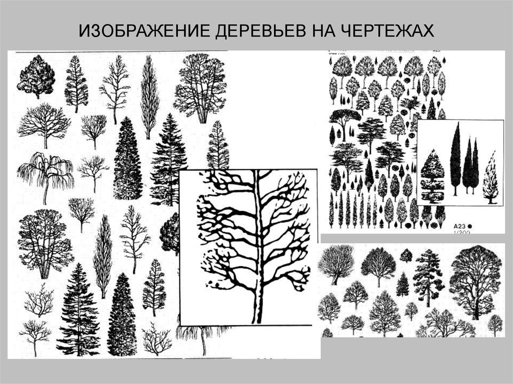 На каком из приведенных ниже рисунков правильно построено изображение дерева в вертикально